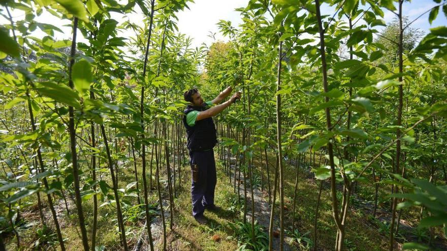 Una de las plantaciones de Hifas da Terra en Bora.