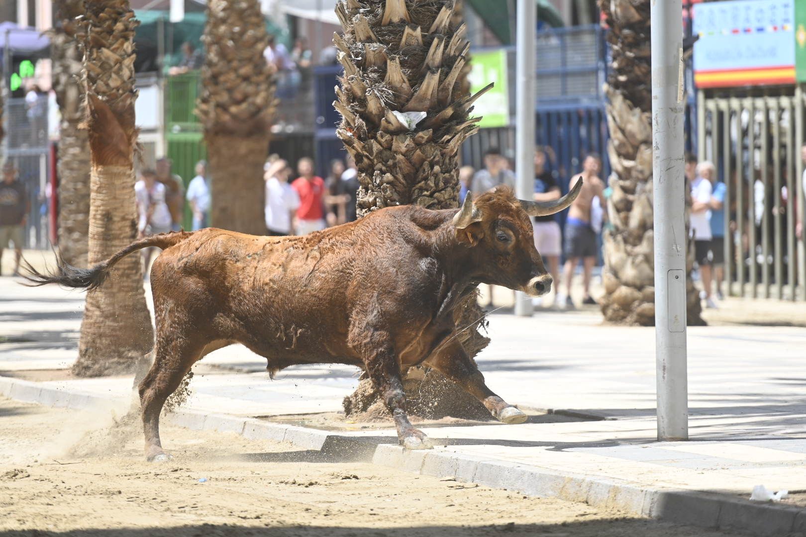 El ‘bou’ toma protagonismo mañana, tarde y noche en el Grau en fiestas