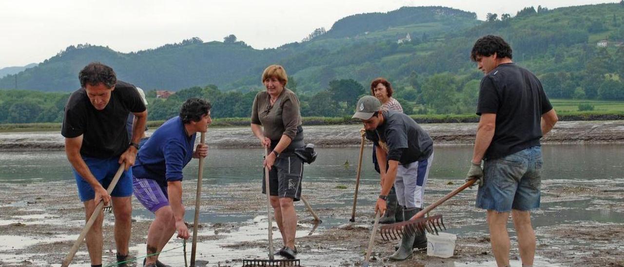 Mariscadores sembrando almejas en la ría de Villaviciosa