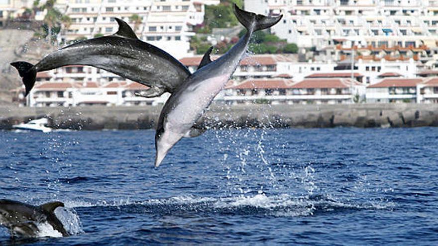 Investigadores de la ULPGC publican un trabajo sobre cetáceos en Nature.com