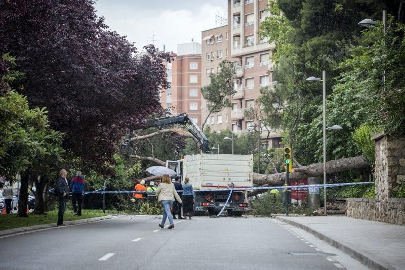 Imágenes de la caída de un árbol en la Calle Rioja