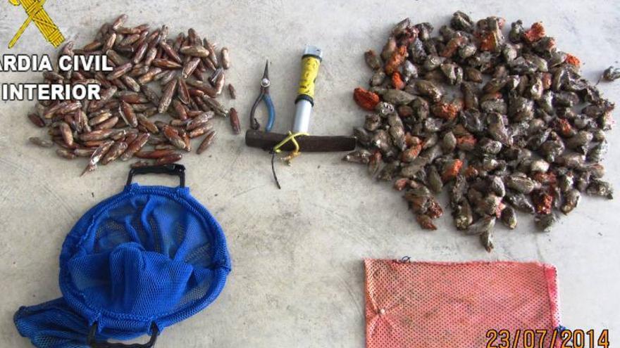 Sorprendidos capturando ilegalmente dátiles y caixetes de mar en Orpesa