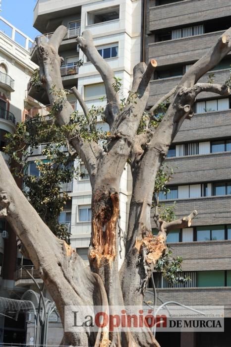 El estado final del ficus de Santo Domingo