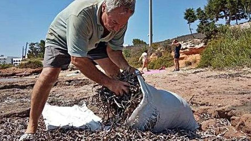 El agricultor aficionado recoge la posidonia que se acumula en la arena y las rocas de Talamanca