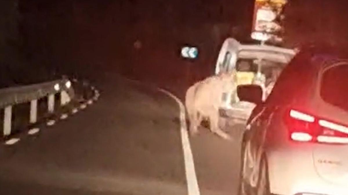 Una imatge del vídeo de l'home arrossegant un ruc per la carretera
