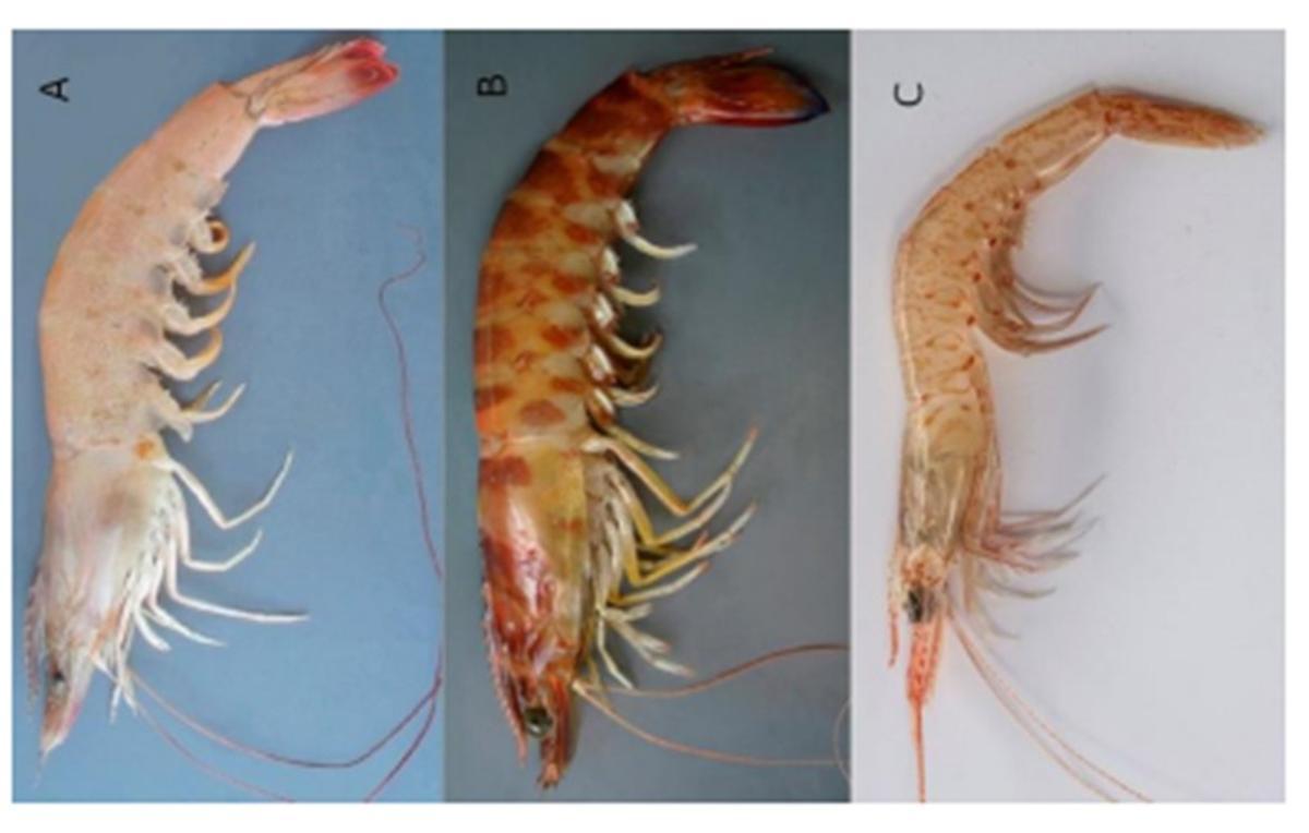 Especies de langostinos y gambas que pueden confundirse Penaeus aztecus (A); Penaeus kerathurus; (B) y gamba blanca o Parapenaeus longirostris (C)