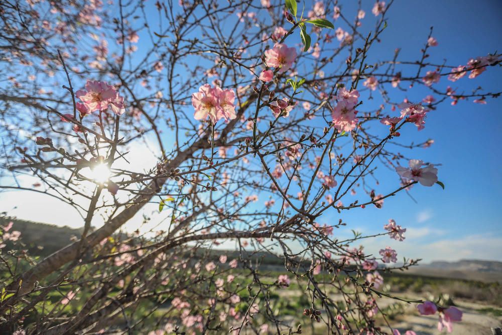 En algunos bancales de secano de la Vega Baja los almendros ya están en flor Es habitual para el caso de la comarca y más este año con lluvia y temperaturas moderadas de los últimos dos meses.