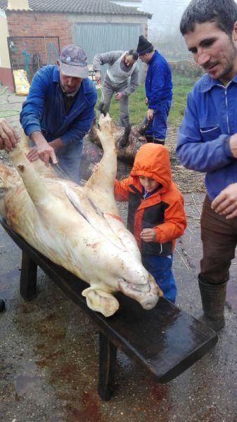 Matanza tradicional en Aliste