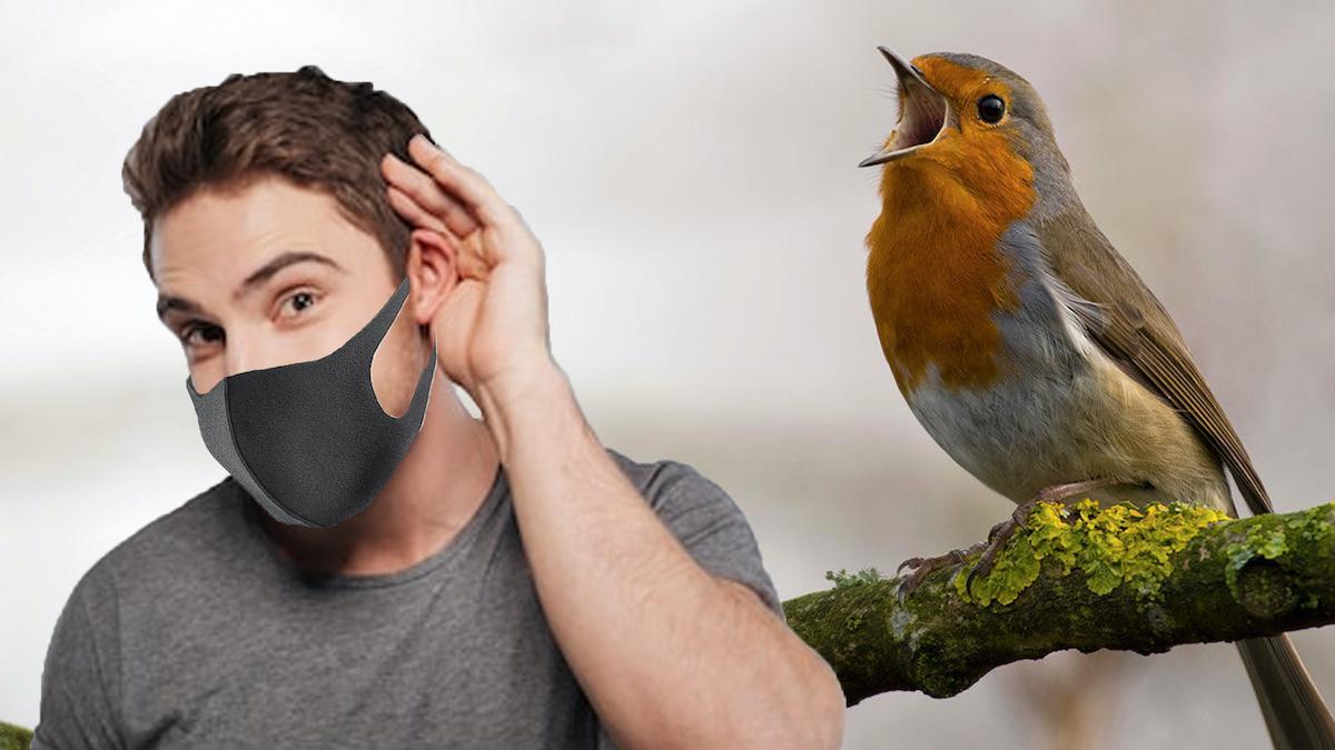 Llamamos a un ornitólogo para que te explique qué pájaros puedes escuchar desde casa