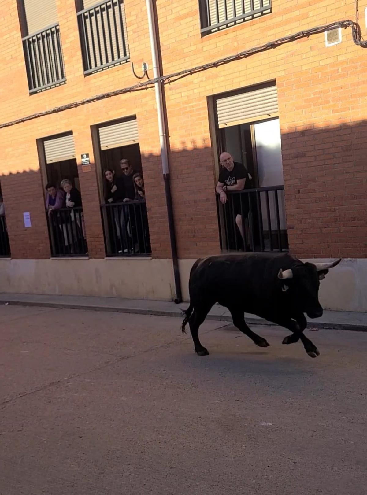 GALERÍA | Morales de Toro vive su primer encierro de las fiestas de San Roque 2024 GALERÍA | Morales de Toro vive su primer encierro de las fiestas de San Roque 2024