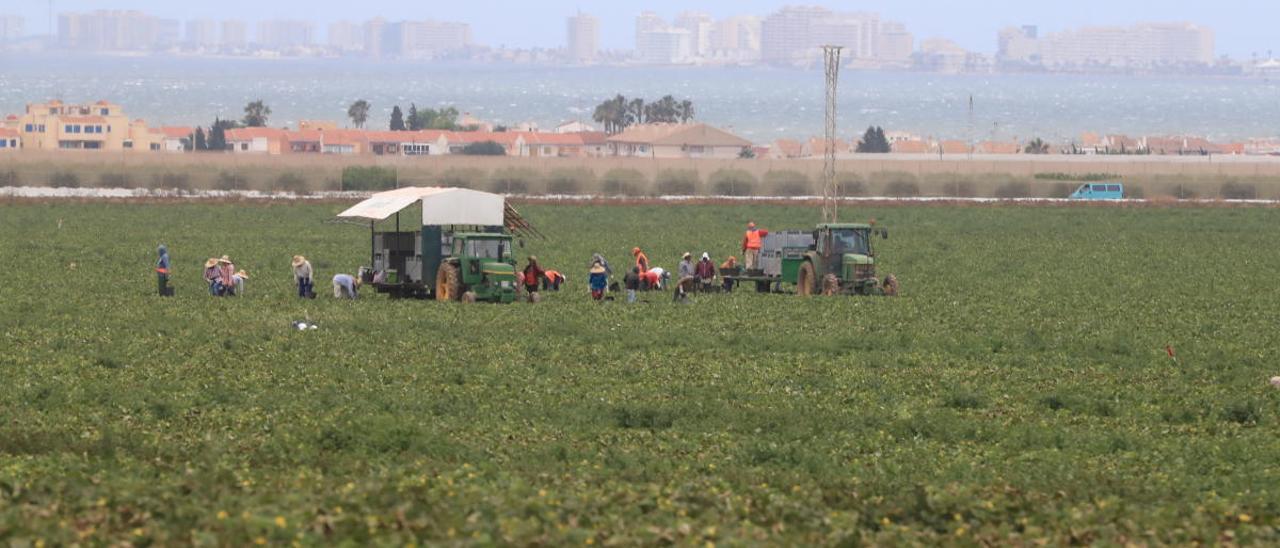 Una plantación en el campo de Cartagena.