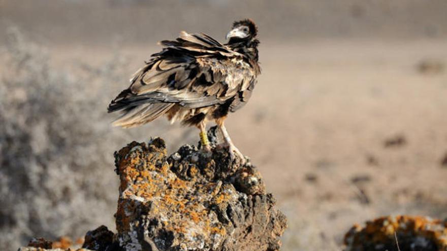 &#039;Tamarán&#039;, el primer guirre nacido en cautividad en Tafira, fotografiado el 3 de junio en Fuerteventura. | manuel de la riva (csic)