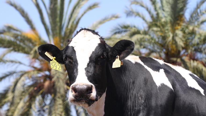 Was die Mallorca-Milch der Insel wert ist