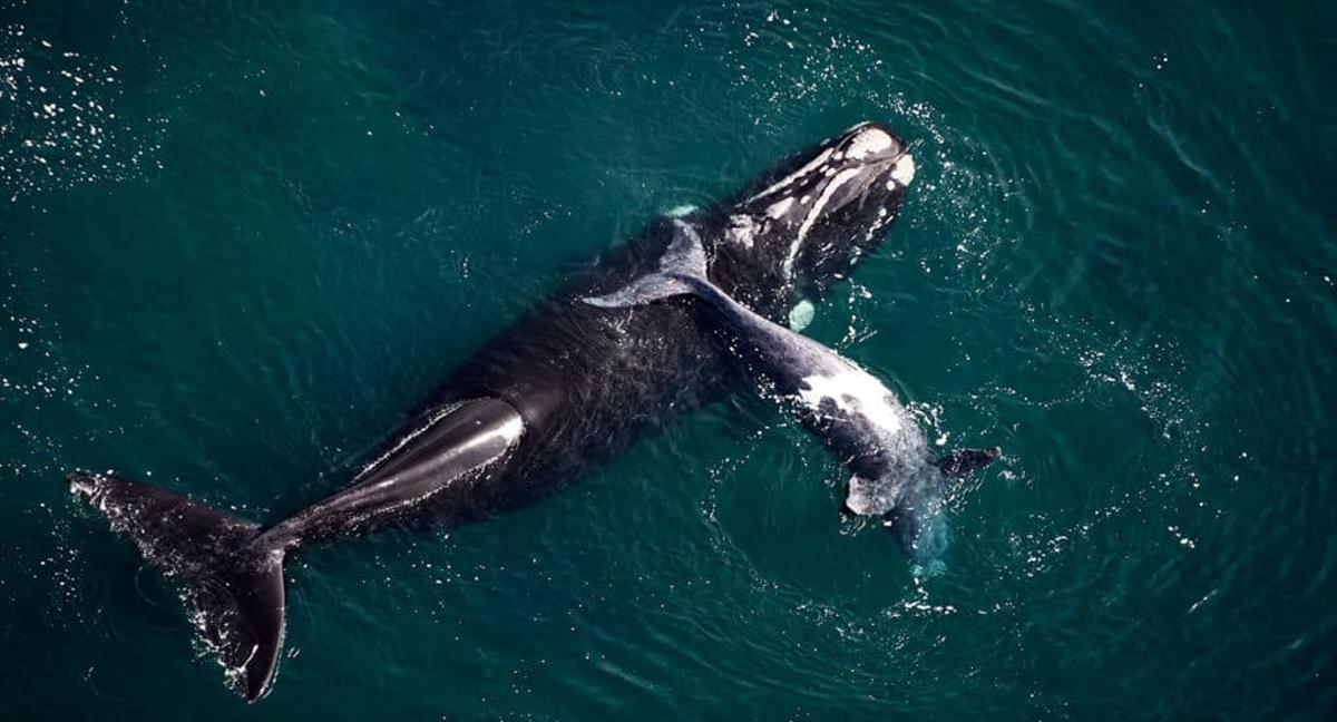 Una ballena y su ballenato en aguas del Atlántico Sur