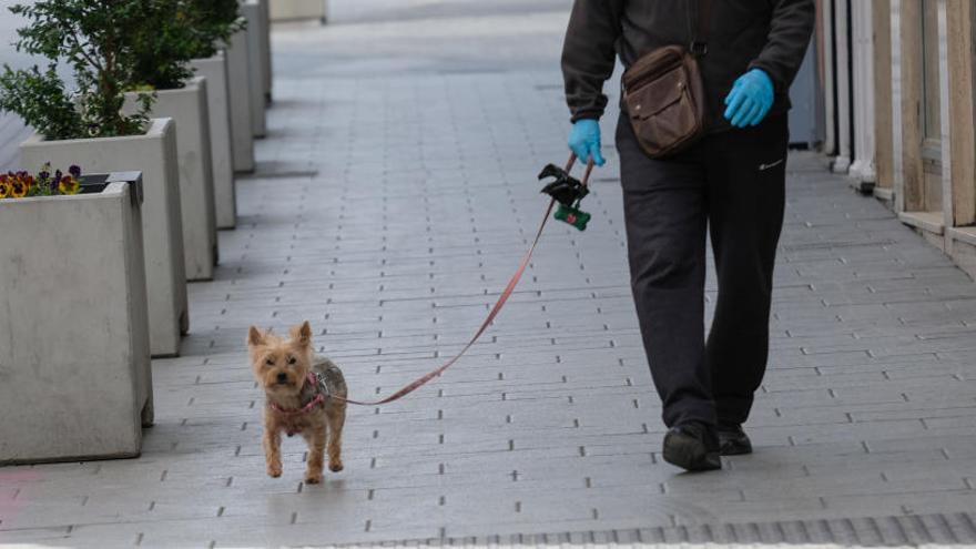 Un hombre pasea a su perro en esta semana