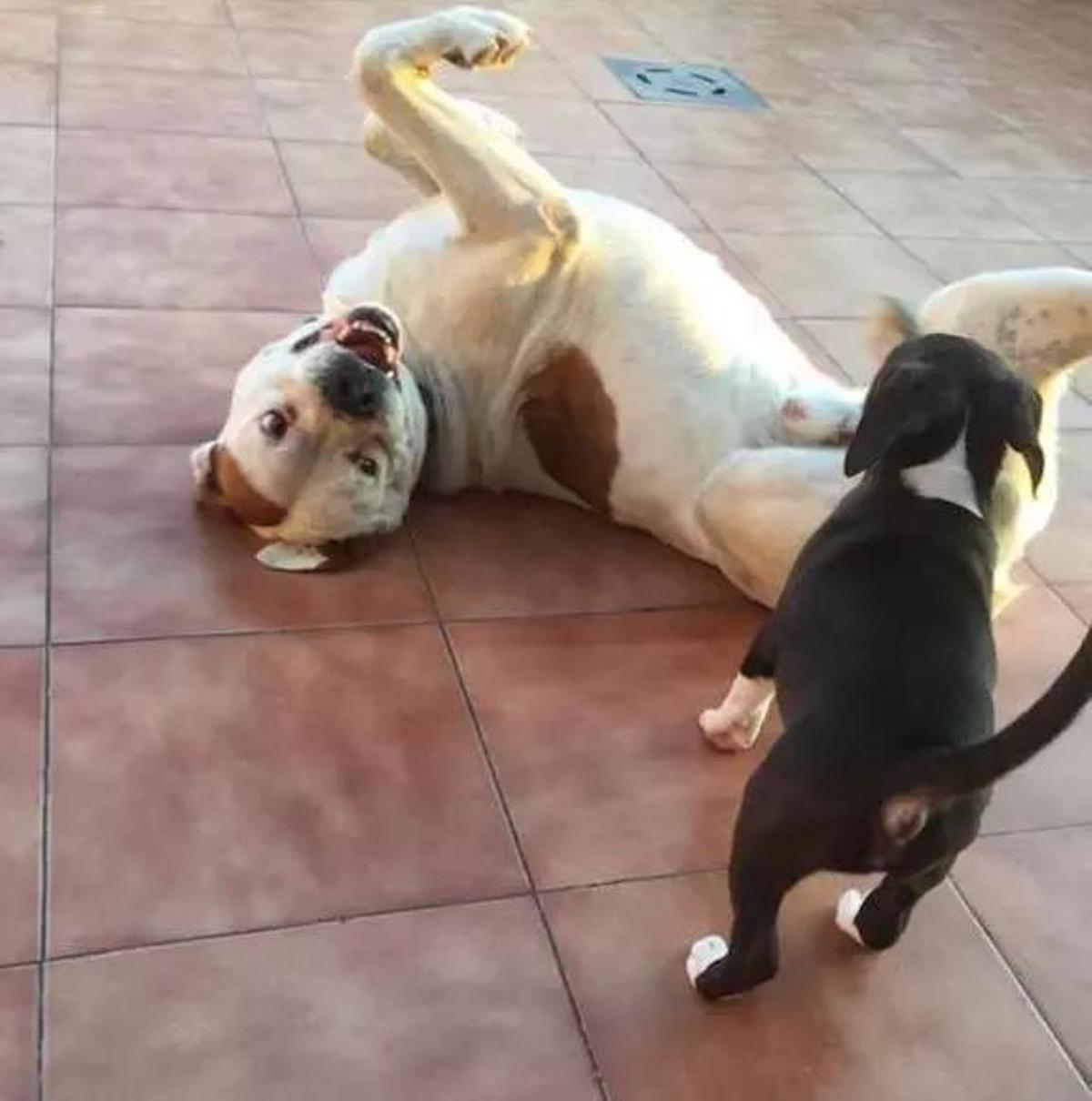 Una imagen de Marley, el can que tiroteado por un agente de la Policía Local de Castelló.