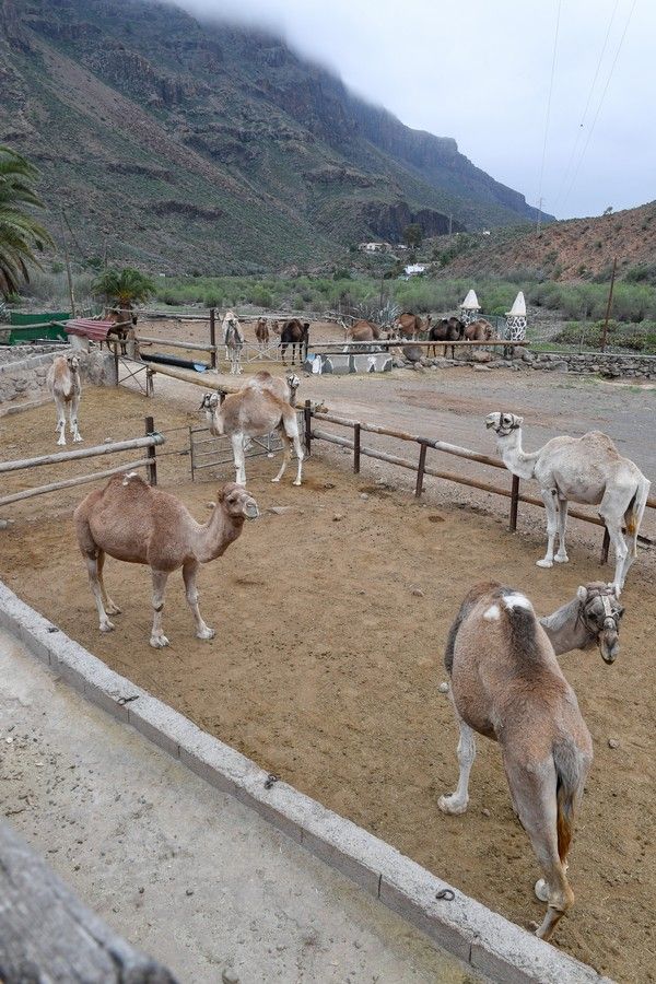 Camellos que este año se han quedado sin cabalgatas