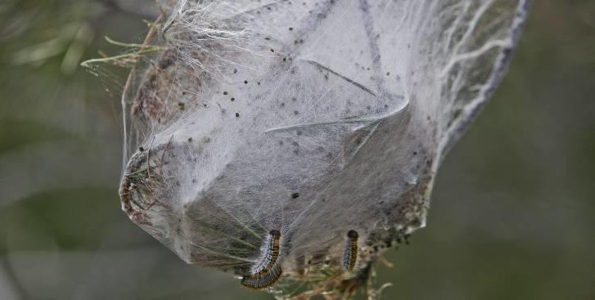 El cálido invierno infecta los montes de procesionaria