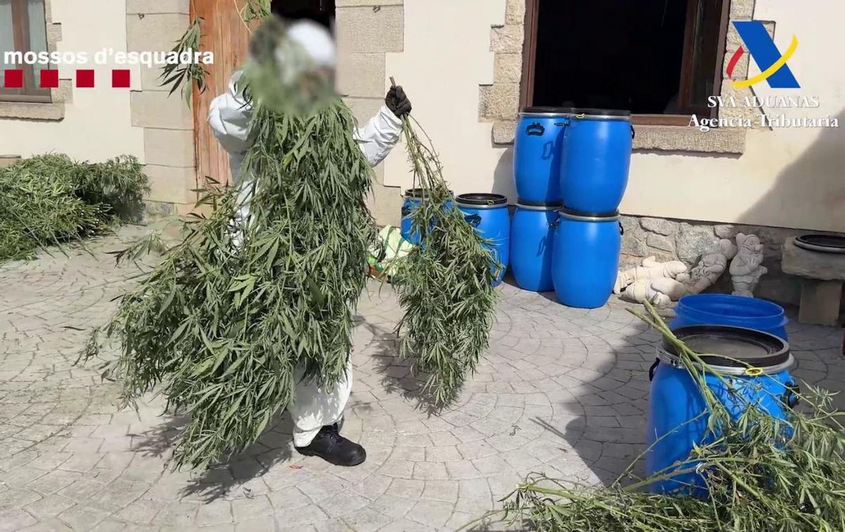 El 91% dels narcoasalts estan relacionats amb la marihuana El 91% dels narcoasalts estan relacionats amb la marihuana