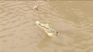 Pearl, el cocodrilo blanco australiano escubierto en el río Adelaida