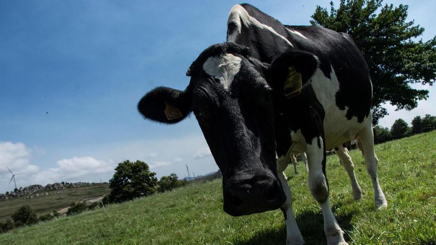 El sector ganadero salense apunta a la fauna salvaje como origen de los focos de tuberculosis que obligan a suprimir el protocolo de flexibilización en el concejo