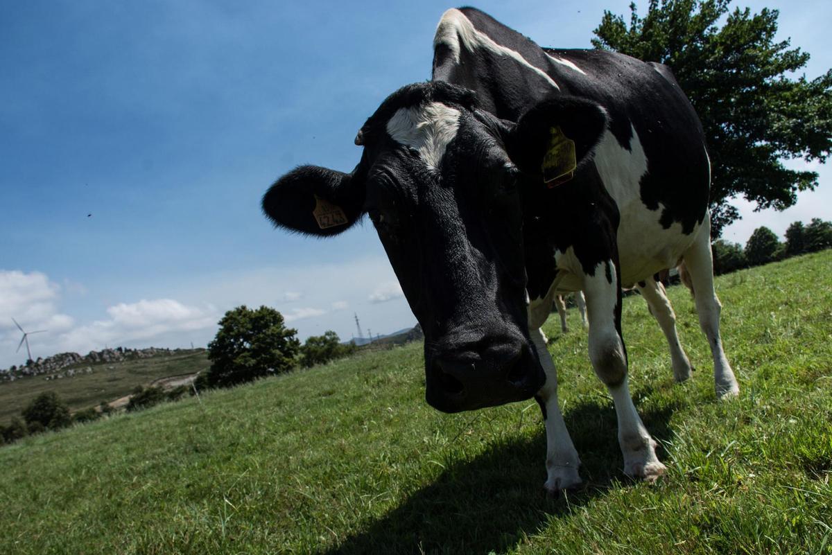 Una vaca frisona pastando en un prado en el concejo de Salas.