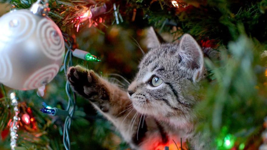 Los adornos navideños y las luces pueden resultar peligrosos para las mascotas. | SHUTTERSTOCK