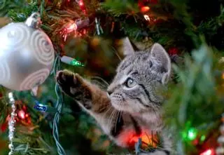 La Navidad puede resultar estresante para las mascotas