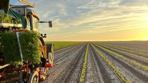 Plantación de tomate de industria en el Bajo Guadalquivir hace un par de semanas.