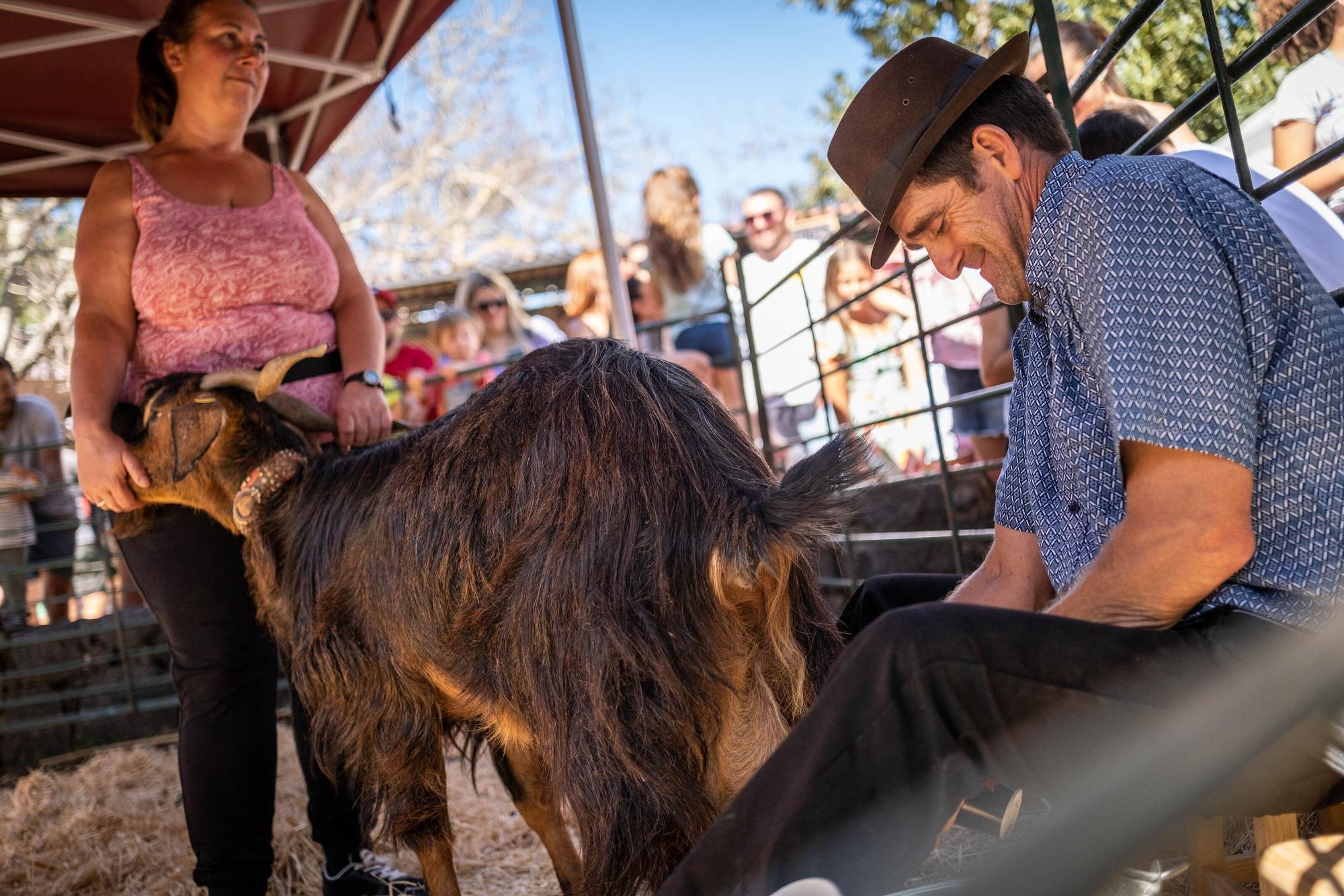 Feria del Queso en Pinolere