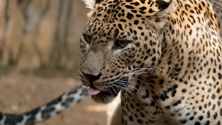 Muere &#039;Toñi&#039;, una leopardo de Sri Lanka que llevaba 17 años en Bioparc Fuengirola
