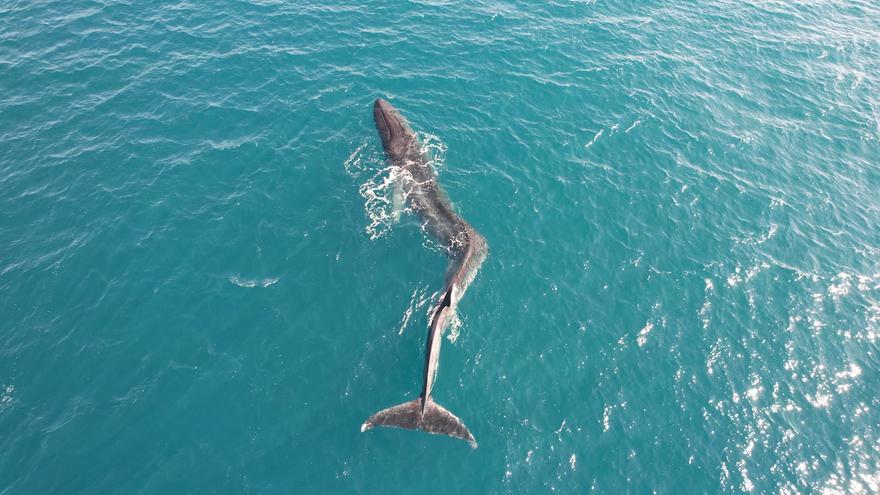 Ayudan a una ballena de 40 toneladas con una lesión en la columna en el mar de Cullera