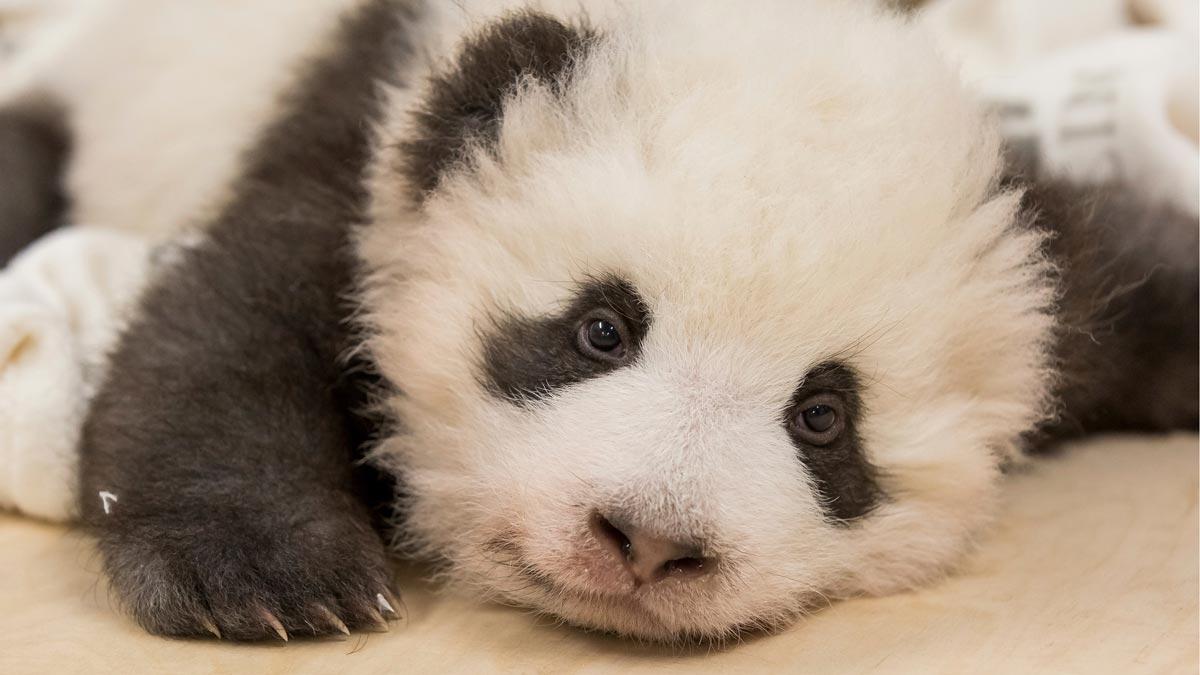 Un oso panda del zoo de Berlín sufre un ataque de hipo