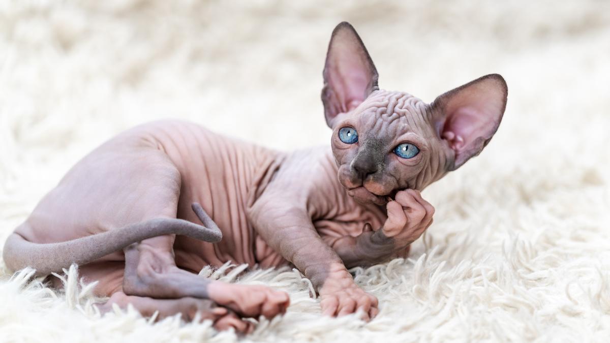 Sphynx: Descubre a los Gatos sin Pelo Más Cariñosos y Adorables