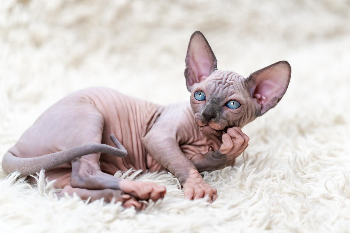 ¿Por qué el gato Sphynx se ha convertido en una raza tan popular en todo el mundo?