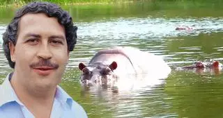 Colombia no sabe qué hacer con la "invasión" de hipopótamos de Pablo Escobar