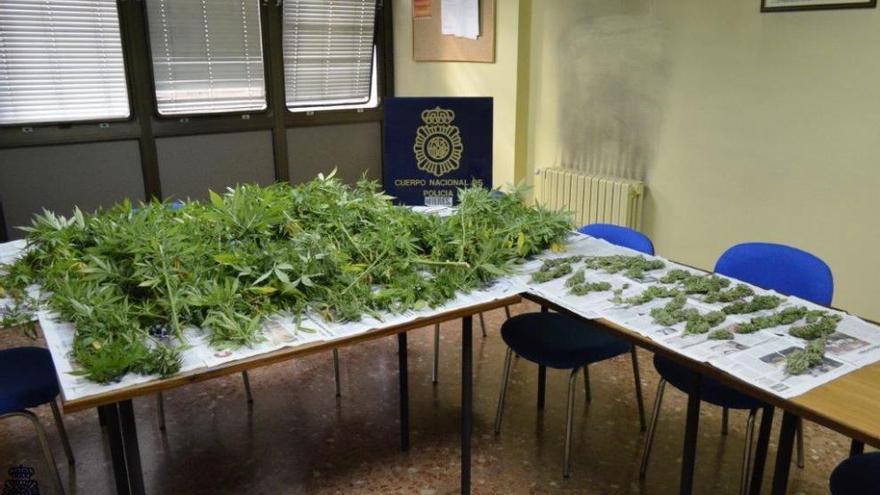 Incautadas seis plantas de marihuana en un céntrico inmueble de Mieres
