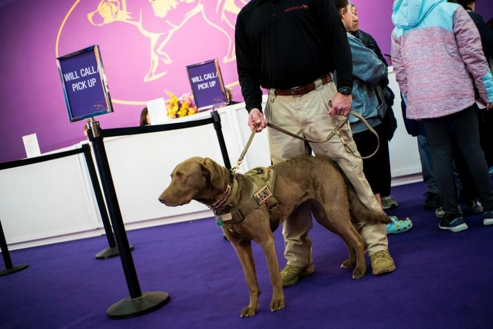 El Westminster Kennel Club, un dels shows de gossos de raça més importants del món