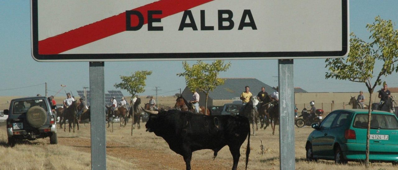 Toro durante los espantos de Carbajales de Alba