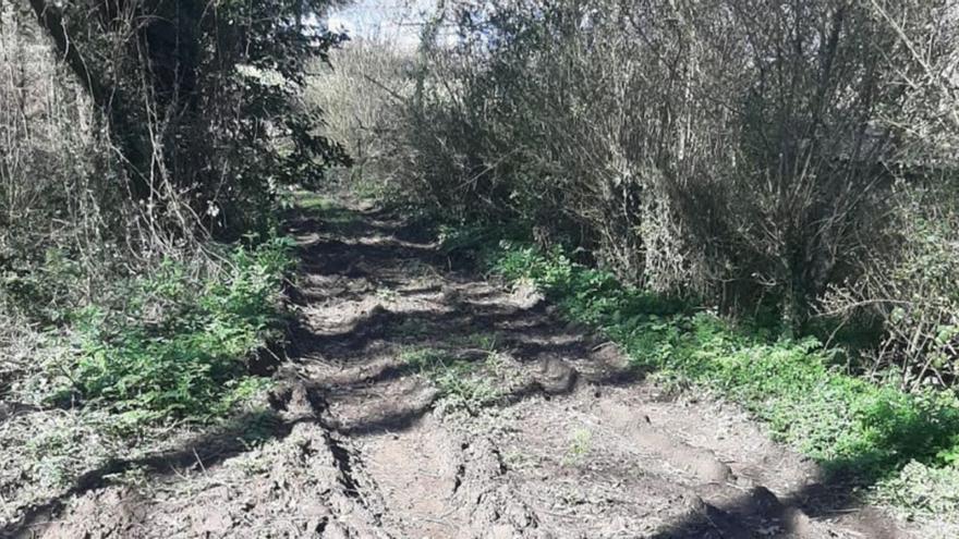 Uno de los tramos de la senda de la Fraga dos Muíños afectado por la tala que ha denunciado Miño.   | // L.O.