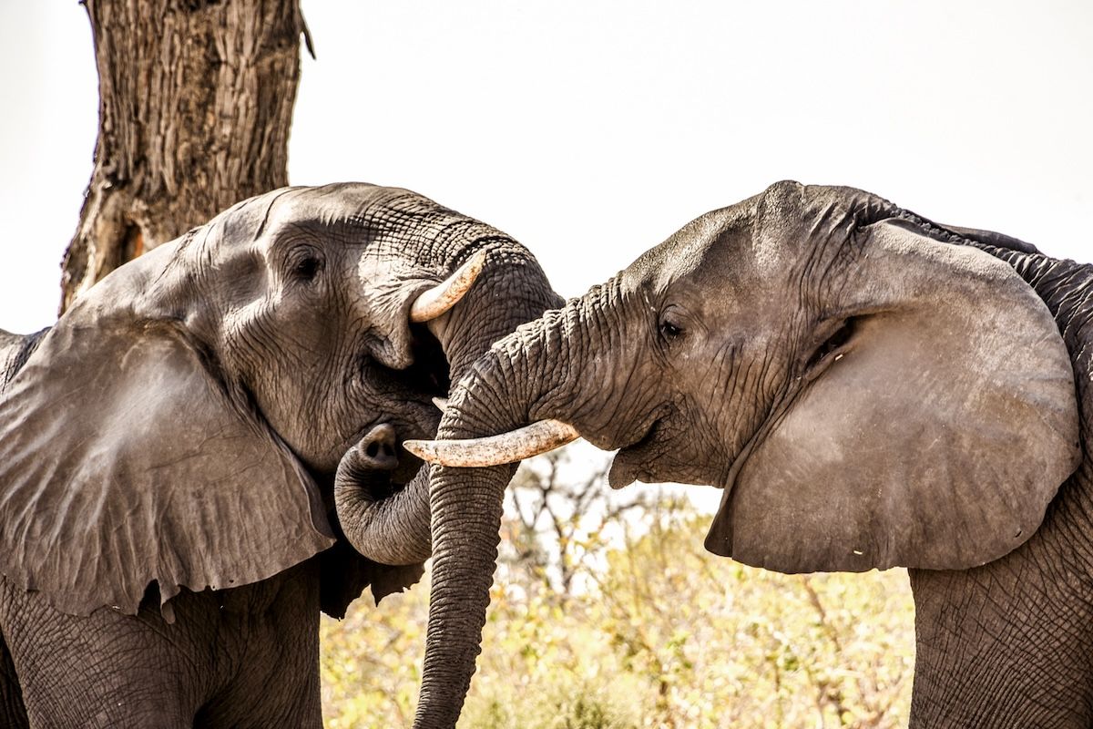 Elefantes y cebras del Parque Nacional Hwange