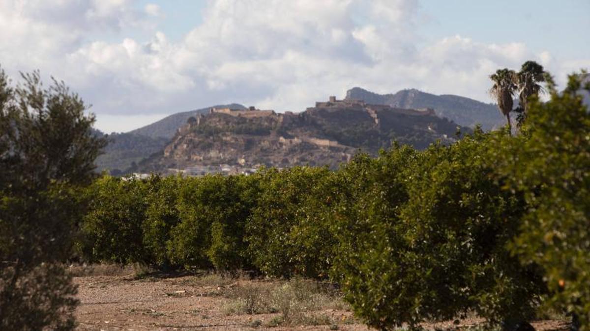 Campos de naranjos, con Sagunt al fondo.