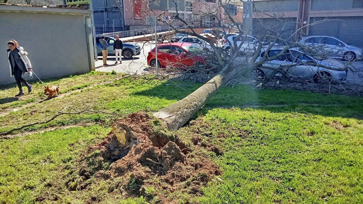 Arbres caiguts a Girona per la ventada