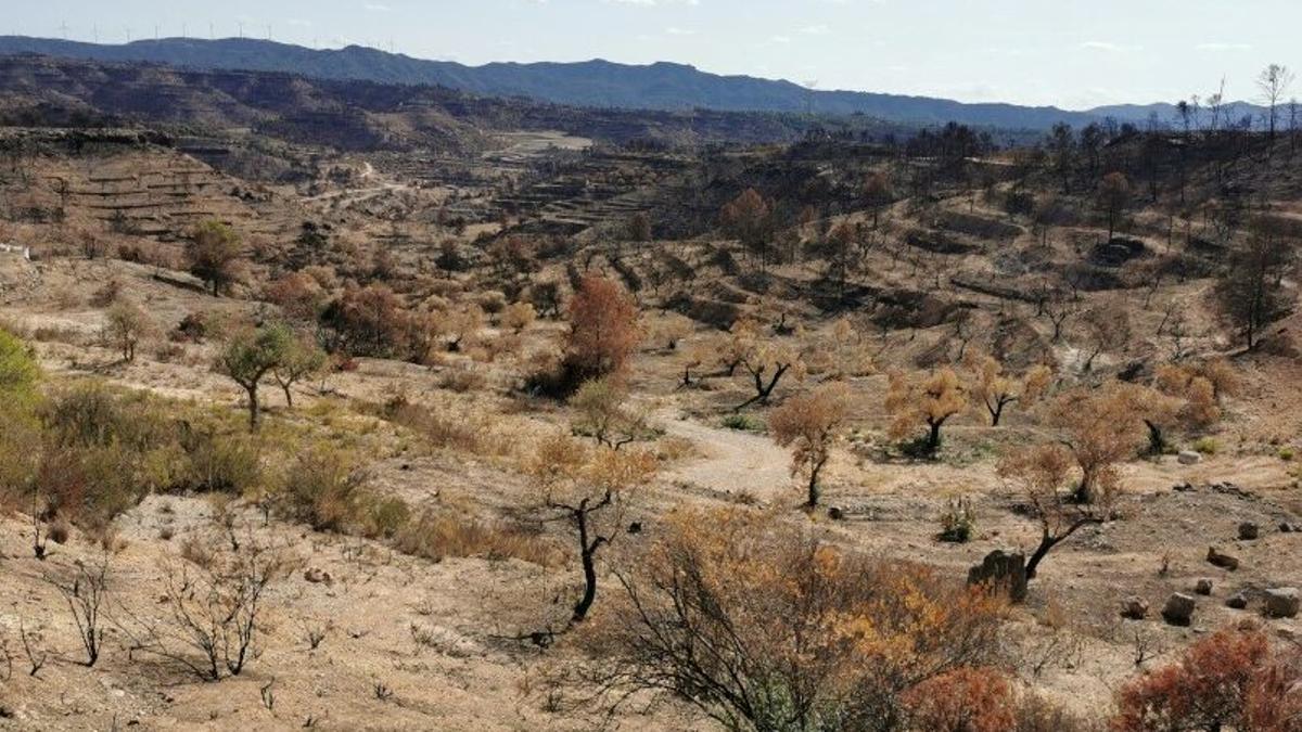 Un bosc afectat per un incendi