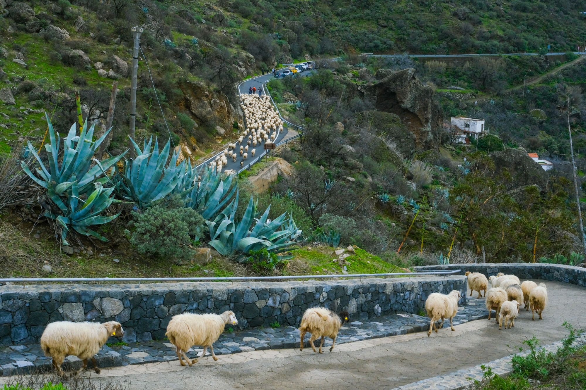 Transhumancia en Tejeda