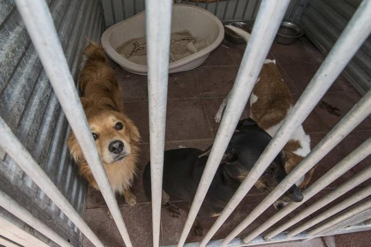 03/01/2019 ARUCAS. Albergue Insular de animales.  FOTO: J. PÉREZ CURBELO