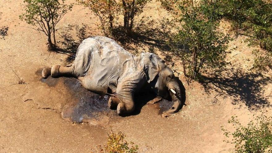 Misteriosa mort d&#039;almenys 275 elefants a Botswana