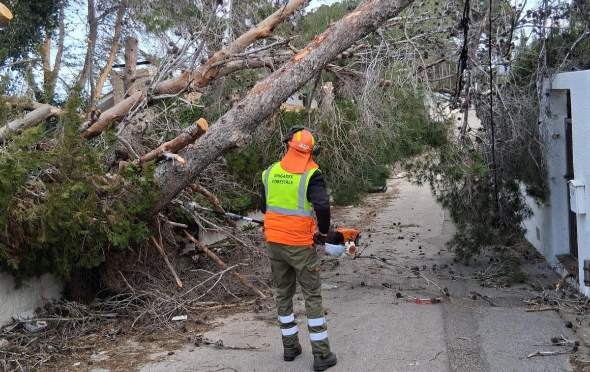 Un miembro de las brigadas forestales del consorcio, ante un pino caído en Alginet.