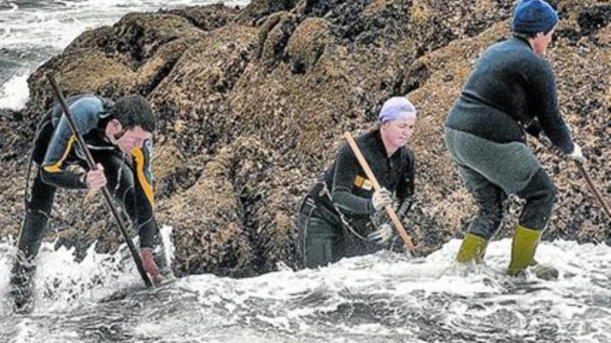 Un grupo de percebeiros, en plena faena en la costa gallega.