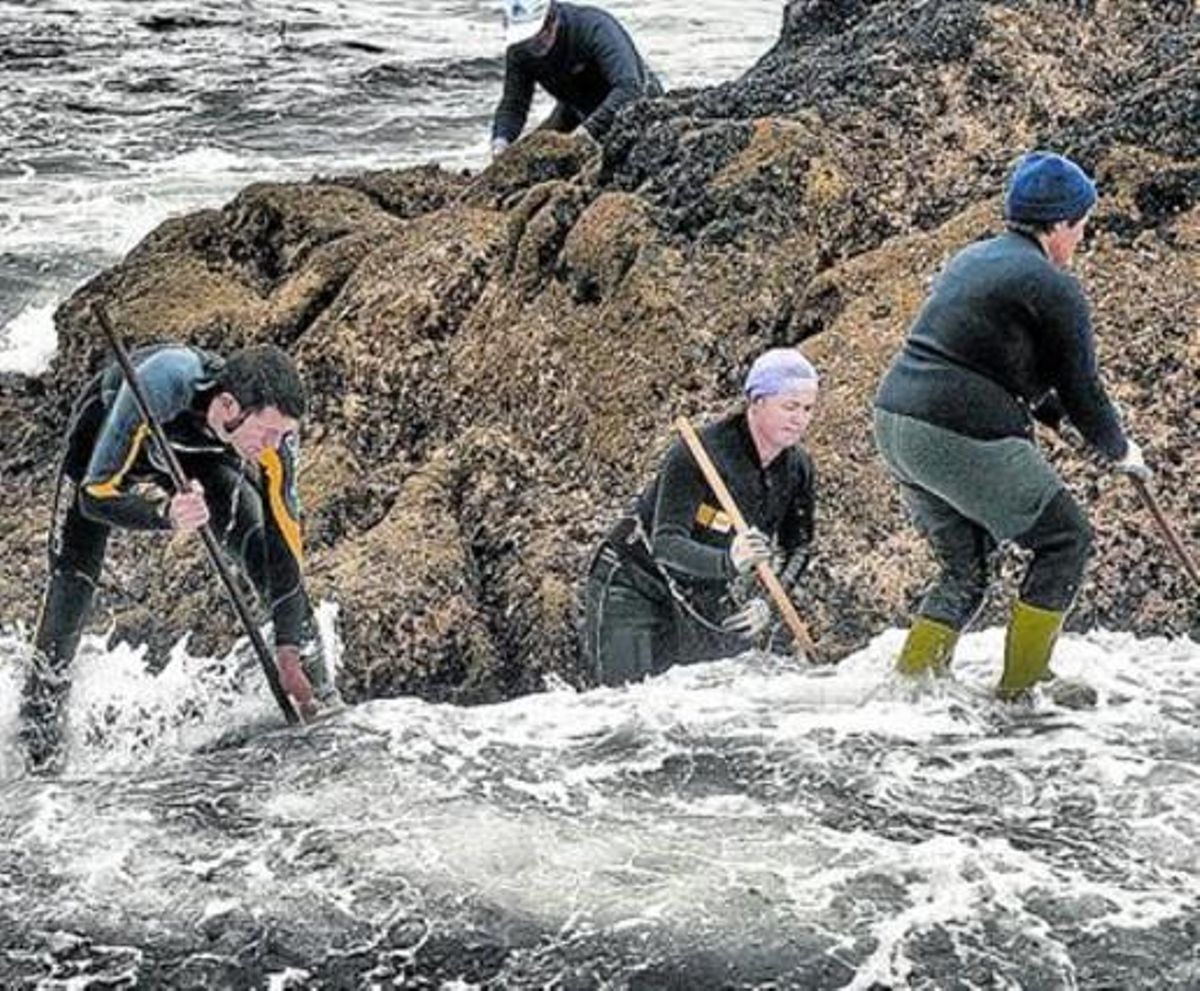 Un grup de ’percebeiros’, en plena feina a la costa gallega.